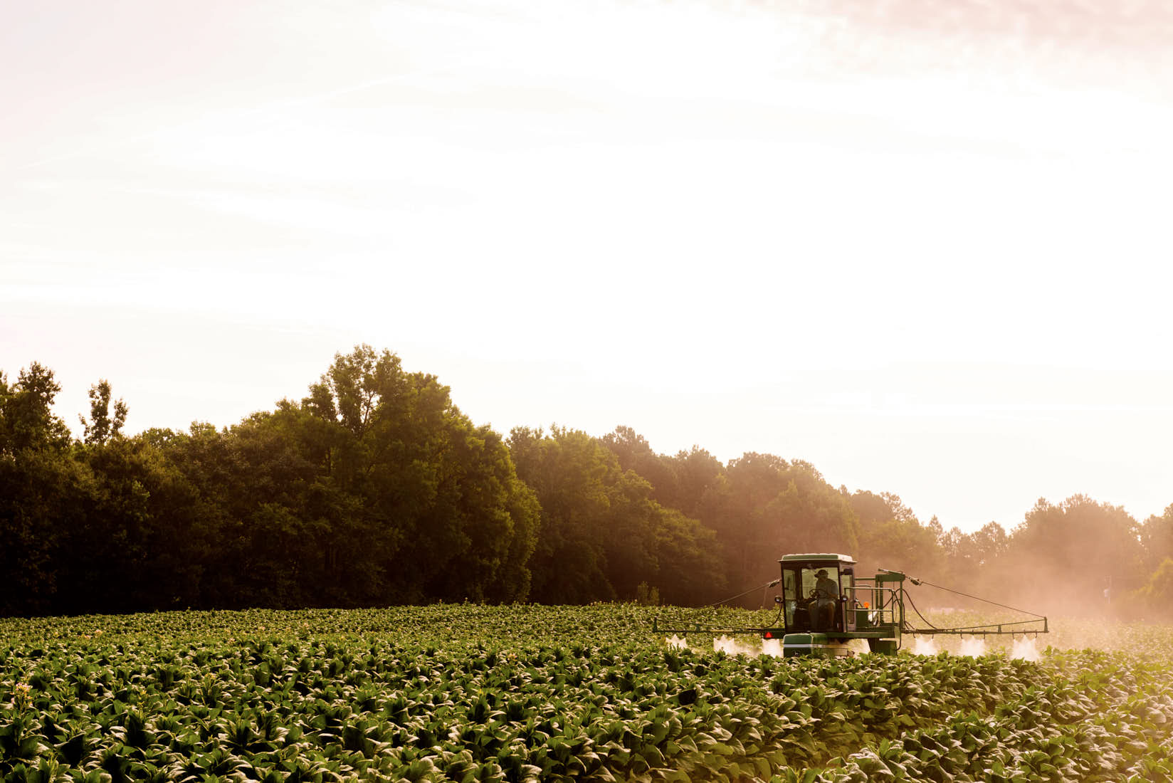 Spraying fatty alcohol solvent to control the suckers on the tobacco plants